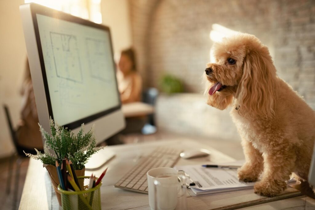criacao site veterinario